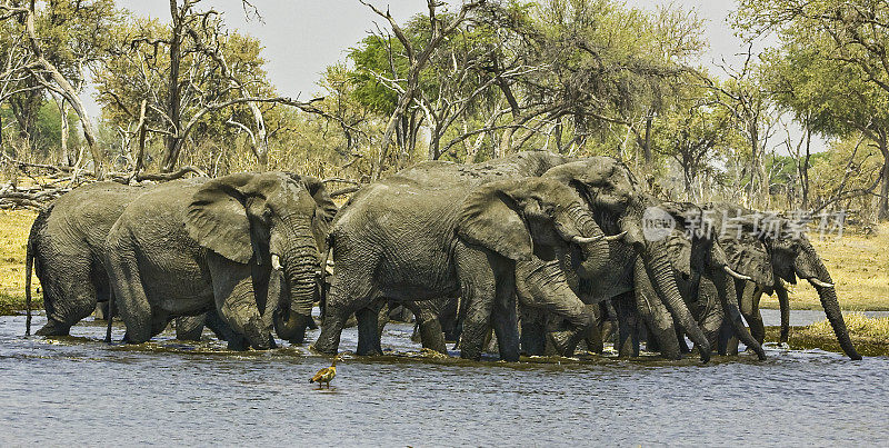 非洲象群饮水，Loxodonta africana，丘比国家公园的Savute地区，博茨瓦纳，长鼻，象科